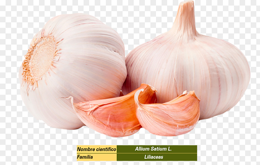 Garlic Organic Food Health Infection PNG