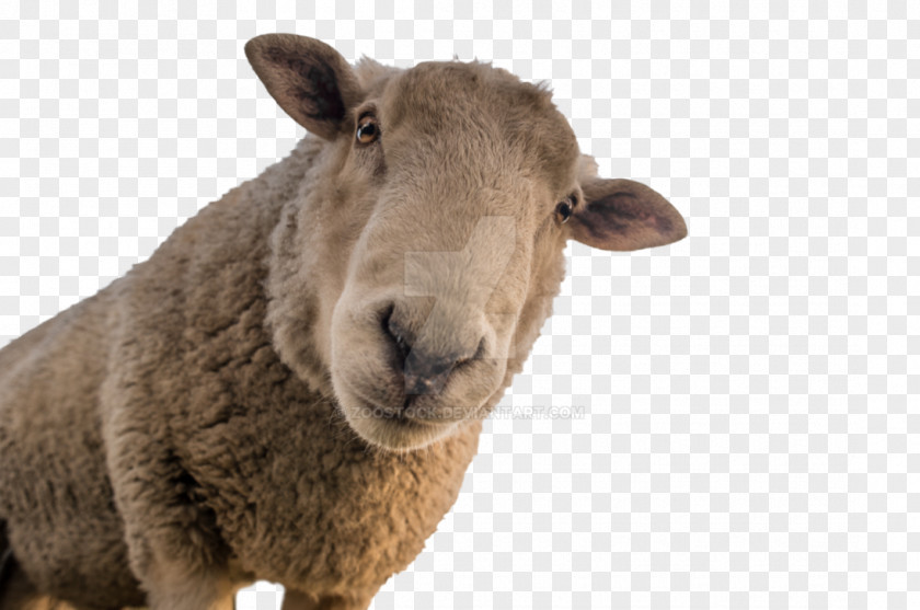 Goat Sheep Shearing Farming Wool PNG