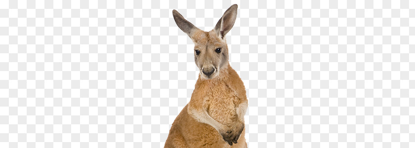 Kangaroo PNG clipart PNG