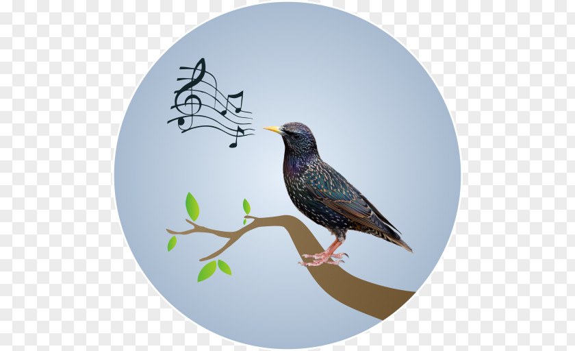 Musical Note Wall Decal Beak Poster PNG