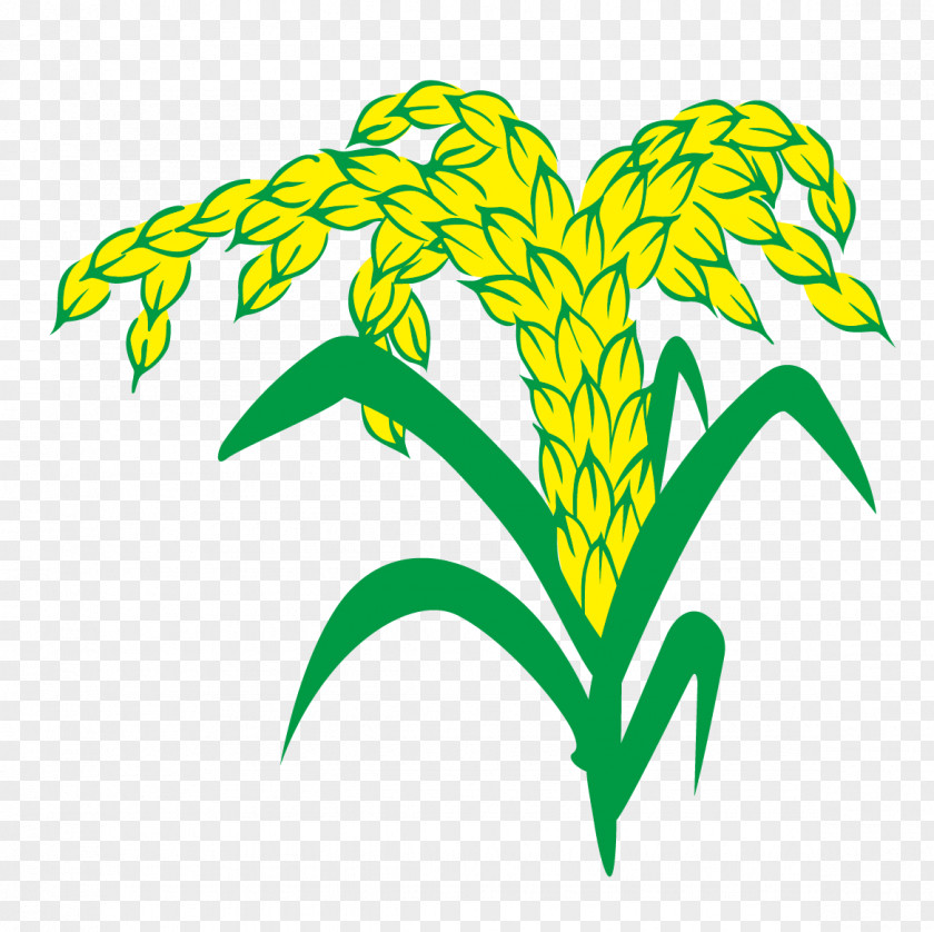 Vector Rice And Wheat Euclidean Vecteur PNG
