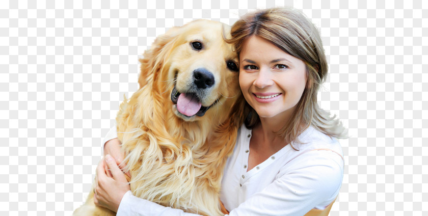 American Staff Golden Retriever Puppy Rottweiler Dog Breed Web Design PNG