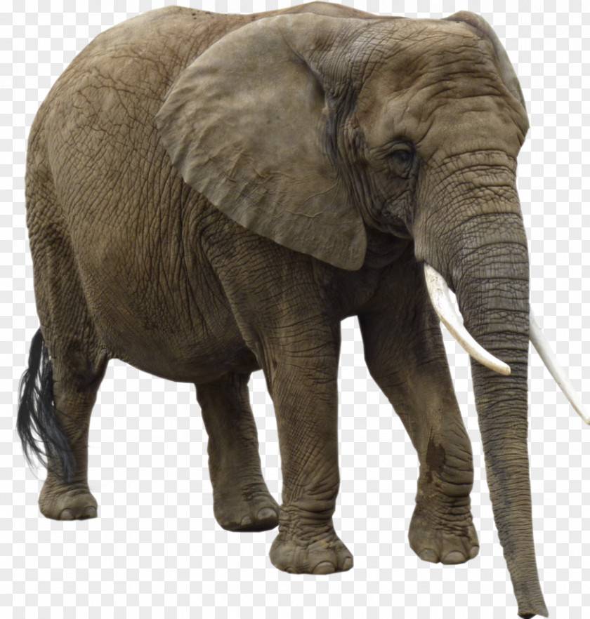 Elephant Clip Art PNG