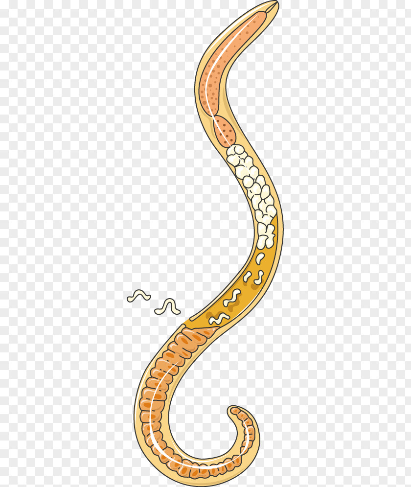 Trichinella Spiralis Trichinosis Infectious Disease Larva PNG