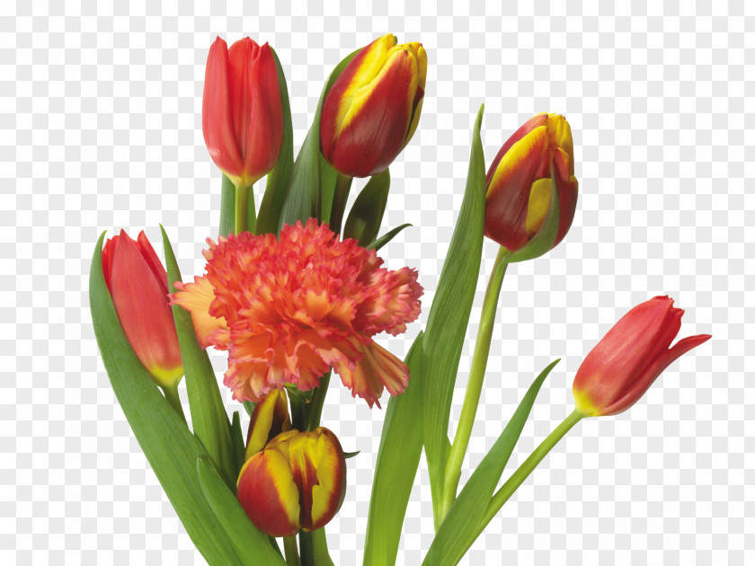 Tulips And Carnations Tulip Mania Flower Bouquet PNG