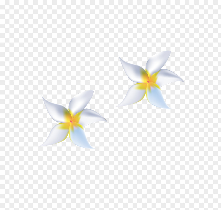 White Lily Lilium Candidum Euclidean Vector Computer File PNG