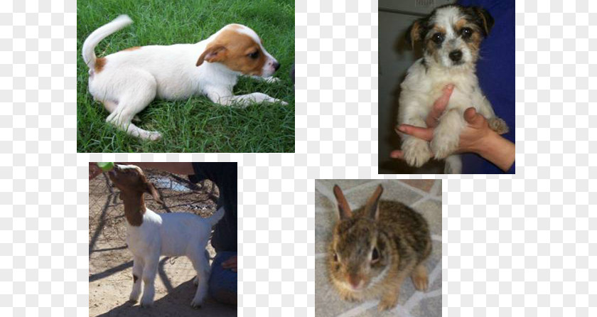 Dog Breed Puppy Etosha Rescue & Adoption Center Petfinder PNG