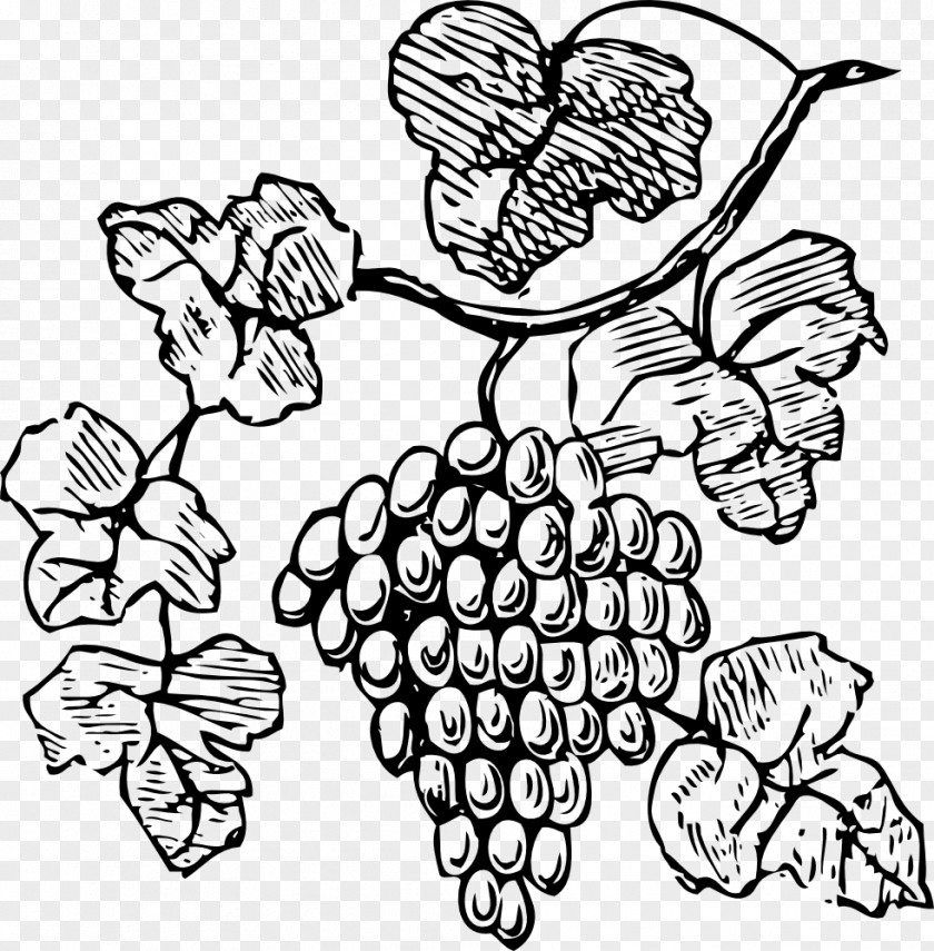 Grape Wine Drawing Clip Art PNG