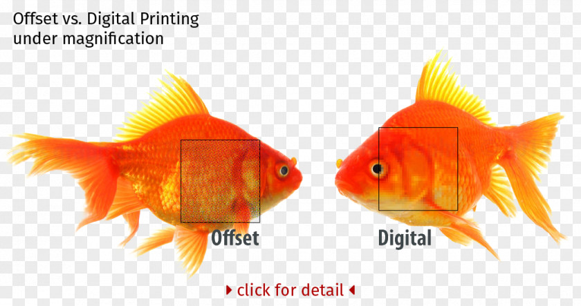 Offset Printing Digital Litho Data PNG