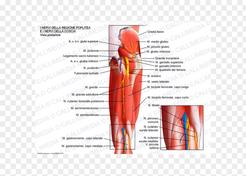 Popliteal Artery Nerve Knee Muscle Fossa PNG