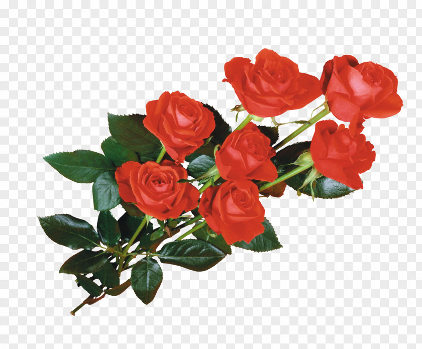 Red Roses Flower Desktop Wallpaper Giphy PNG