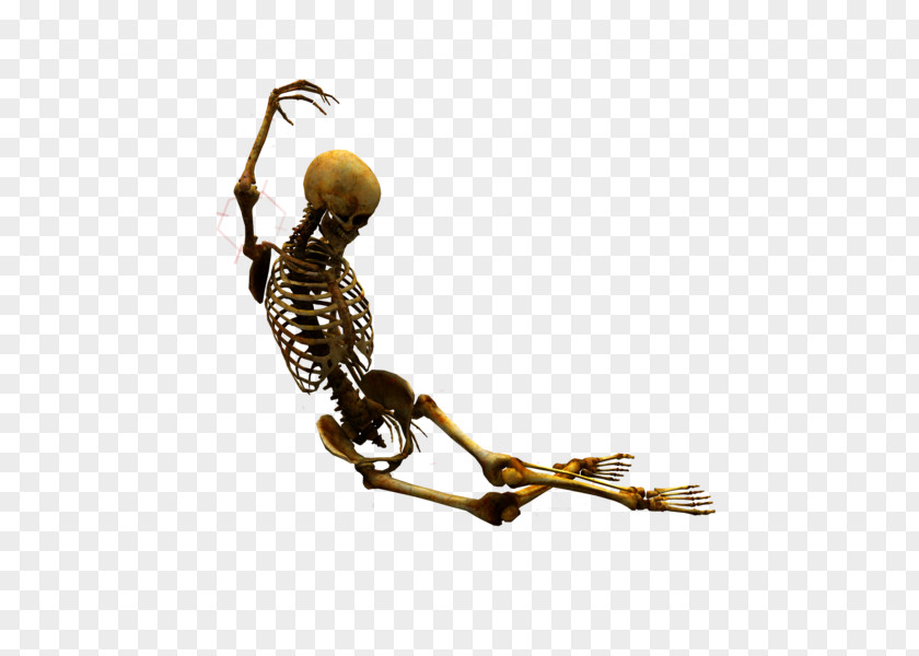 Skeleton Human Skull Bone 骷髅 PNG