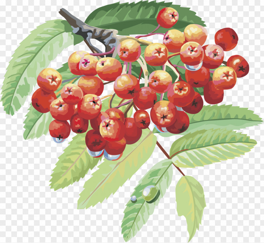 Vector Lantern Fruit Cherry Fruits Sorbus Aucuparia Drawing Berry Branch Tree PNG