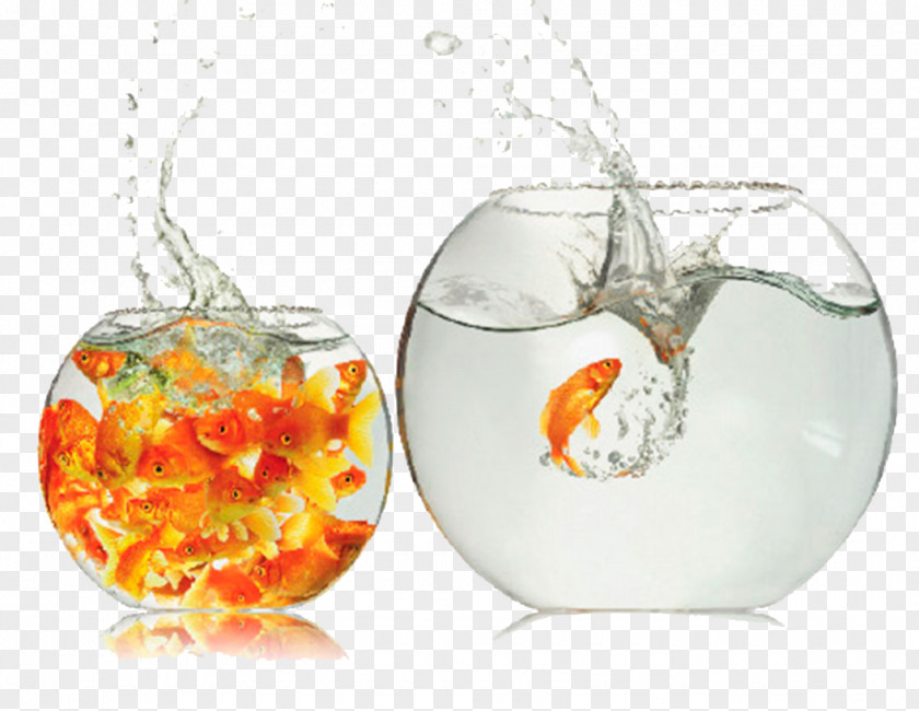 Fish Bowl Comfort Zone Breakout Creativity Thought PNG