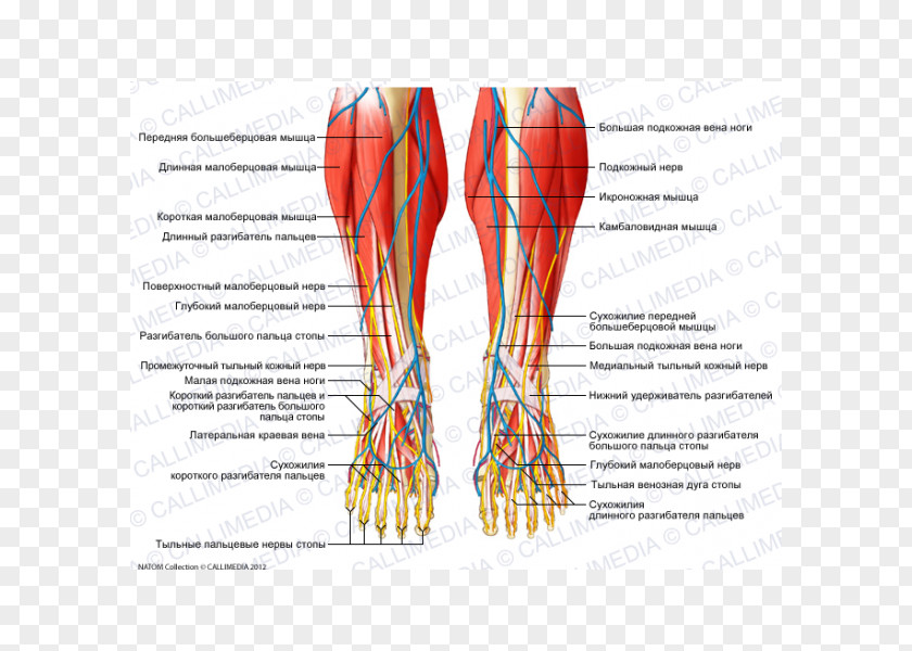 Foot Crus Nerve Human Leg Muscle PNG leg Muscle, others clipart PNG