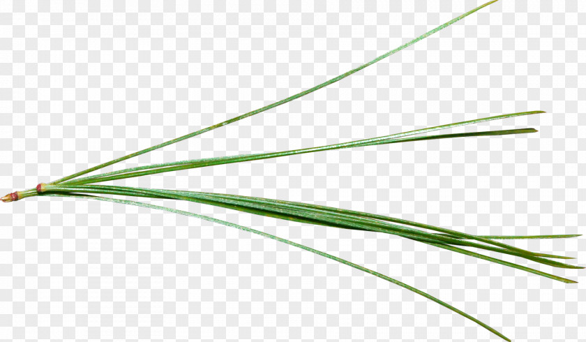 Green Grass Angle PNG