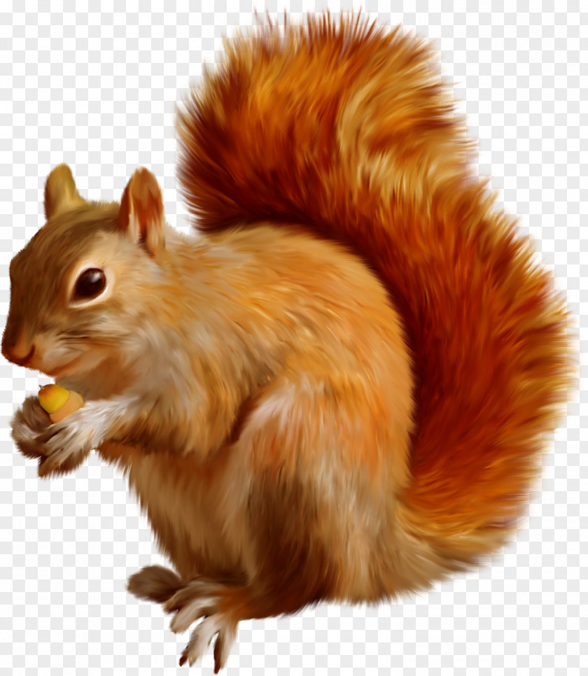 Squirrel Tree Dog Mexican Gray PNG