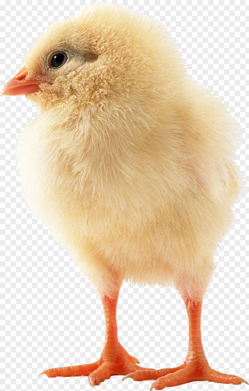 Chick Japanese Bantam Bird Sebright Chicken Kifaranga PNG