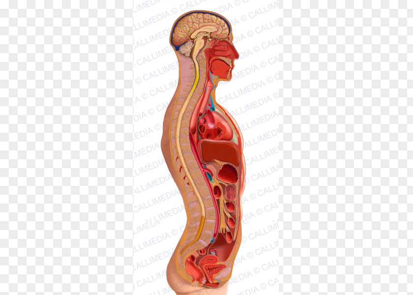 Endocrine System Sagittal Plane Homo Sapiens Torso Anatomy Human Body PNG