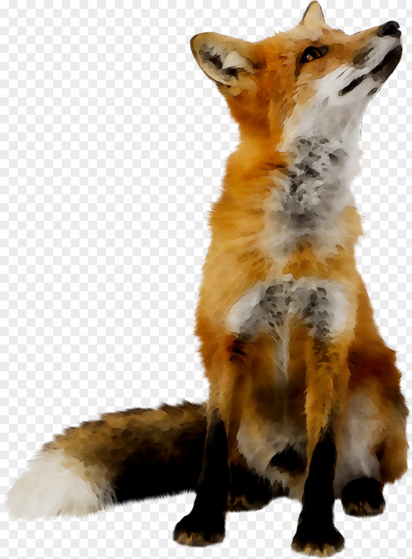 Red Fox Wolf Transparency PNG