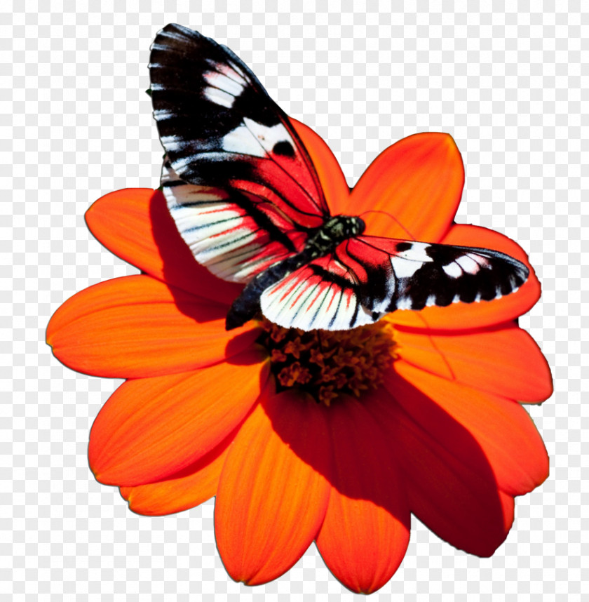Butterfly Desktop Wallpaper Insect High-definition Television PNG