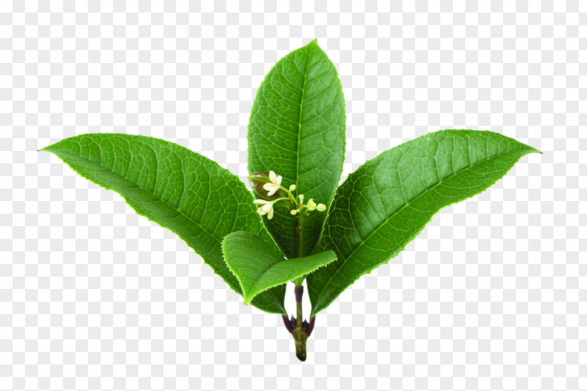 Cherry Picture Sweet Osmanthus Leaf Blossom PNG