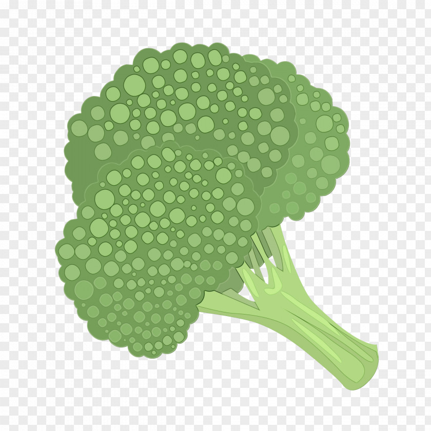 Plant Leaf Green Broccoli Cruciferous Vegetables Vegetable PNG