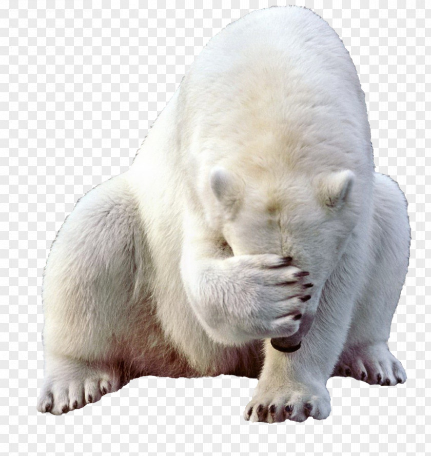Polar Bear Baby Kodiak PNG