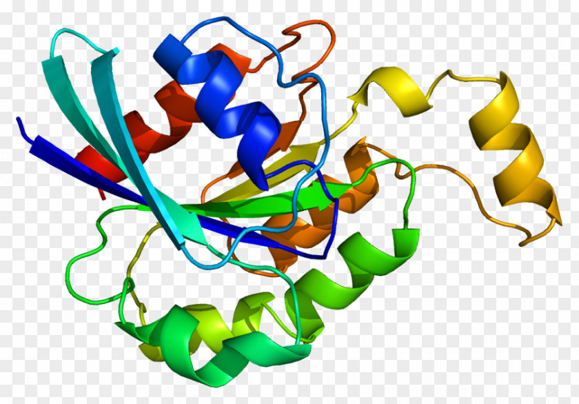 Rho Family Of GTPases Protein Structure RHOA PNG