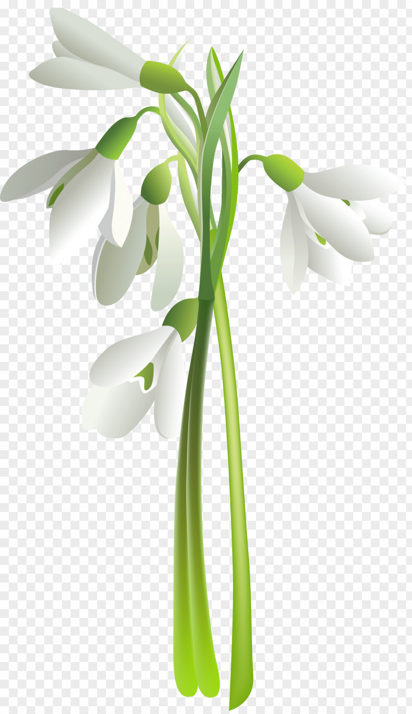 Snowdrop Flower Tulip Lilium PNG