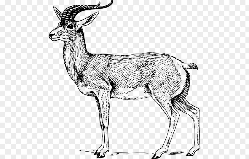 White Goat A Pronghorn Antelope Drawing Clip Art PNG
