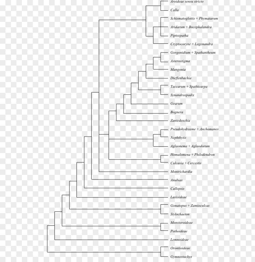 Monstera Amborella Flowering Plant Evolutionary History Of Plants Phylogenetic Tree PNG