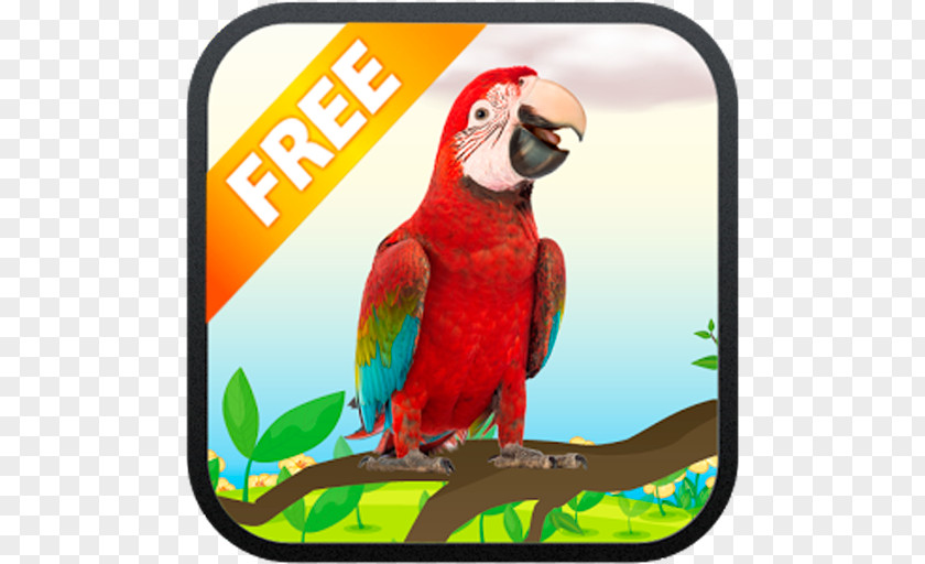 Parrot Macaw My Talking Bird Lion PNG