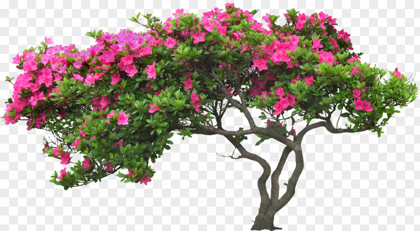 Potted Plant Flower Tree PNG