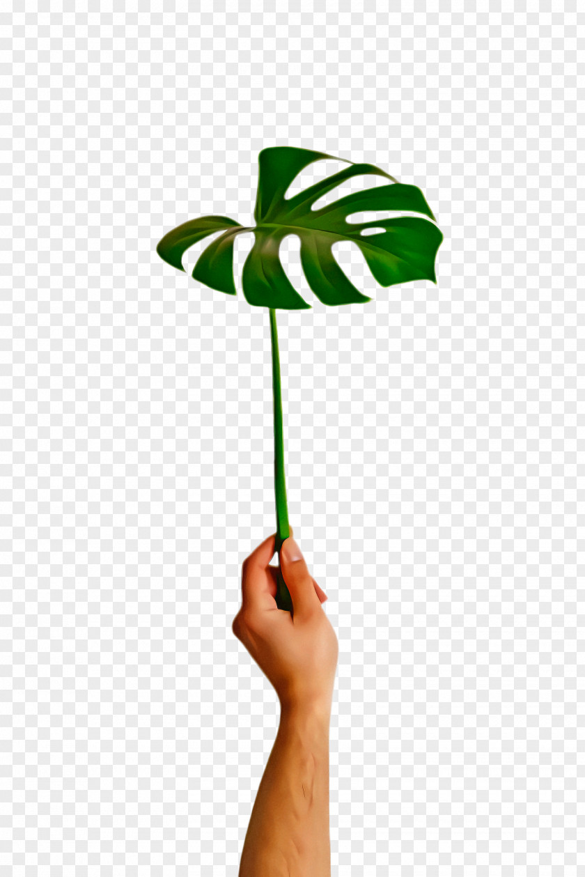 Arum Family Alismatales Cartoon Palm Tree PNG