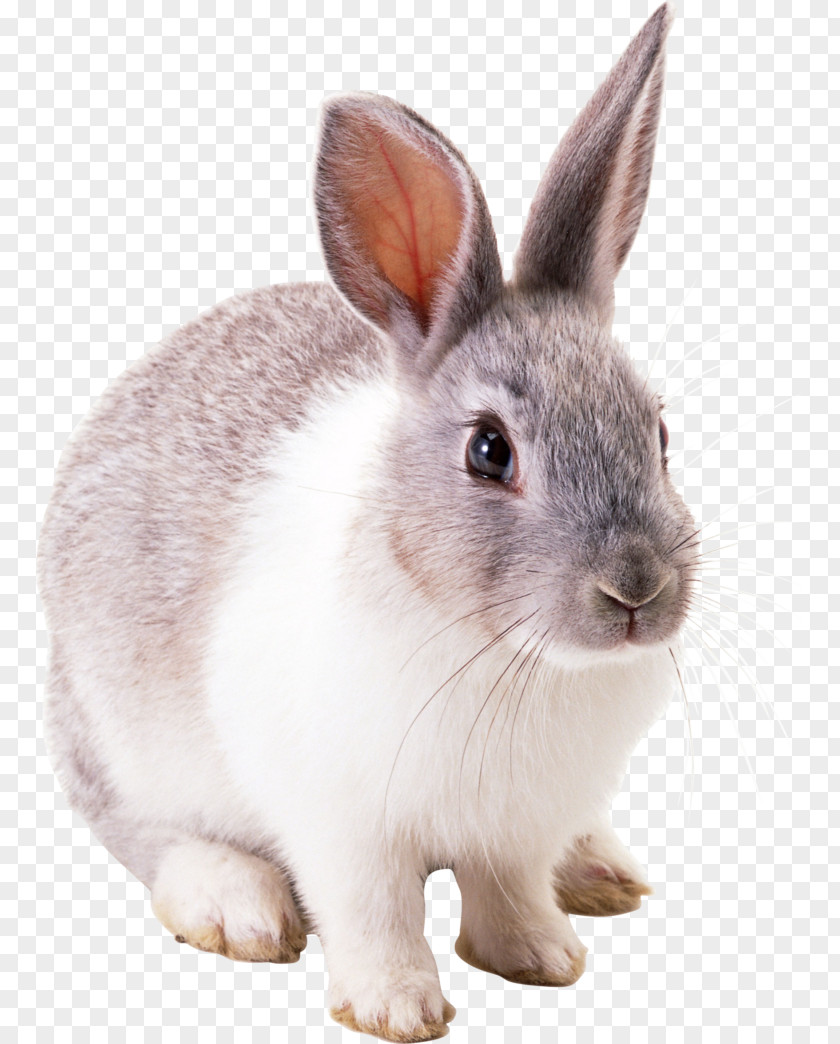 Bunny Easter Cottontail Rabbit European PNG