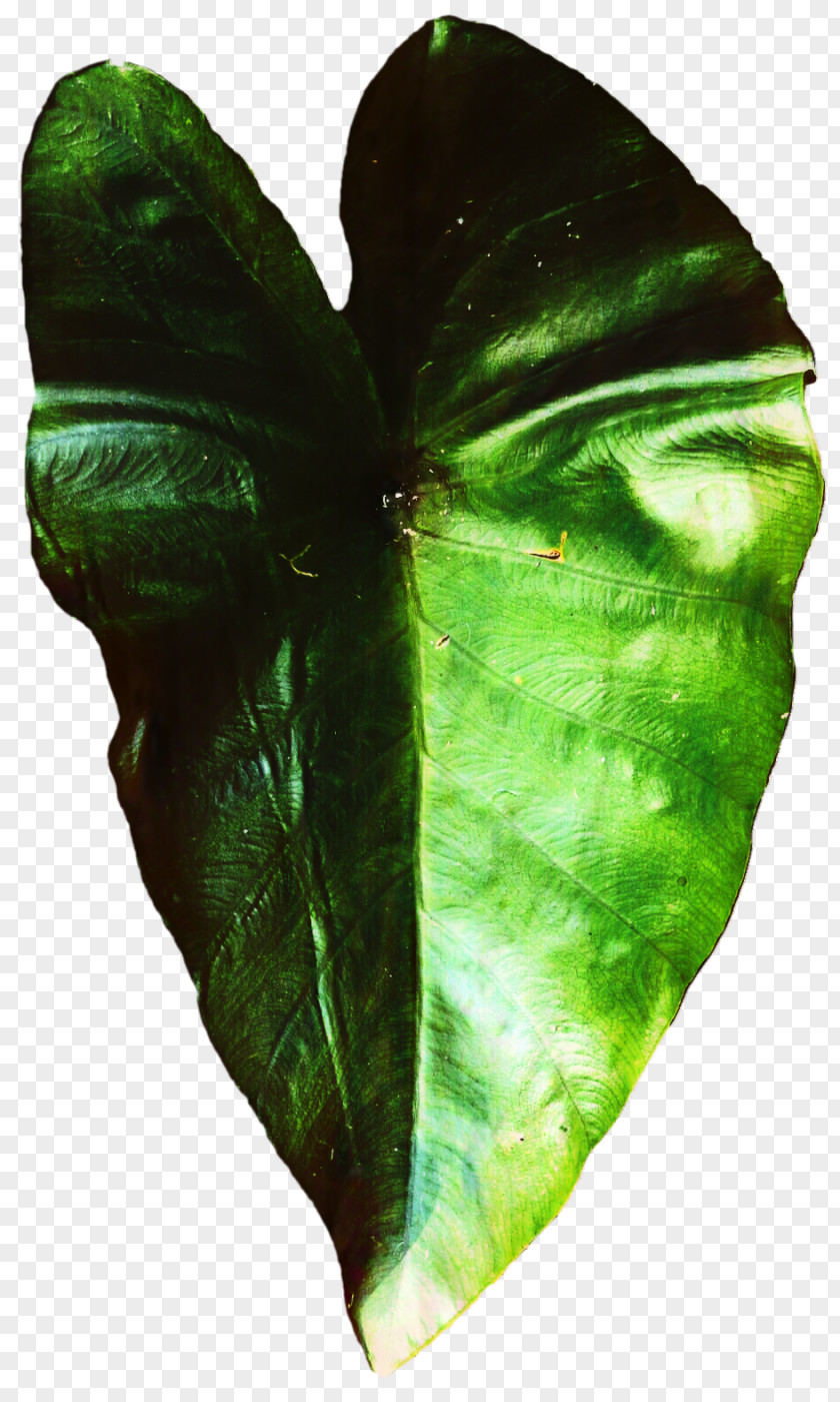 M / 0d Butterfly Leaf Plant Pathology PNG