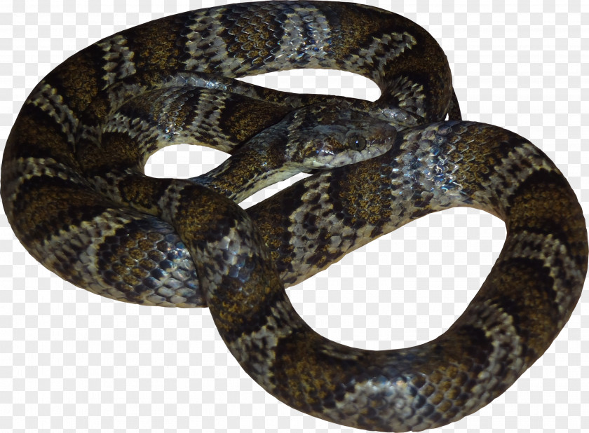 Snake Milk Vipers Reptile Hognose PNG