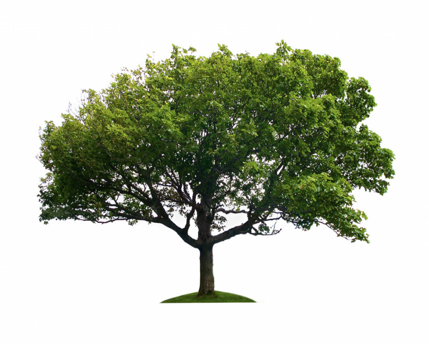 Tree Stock Photography PNG