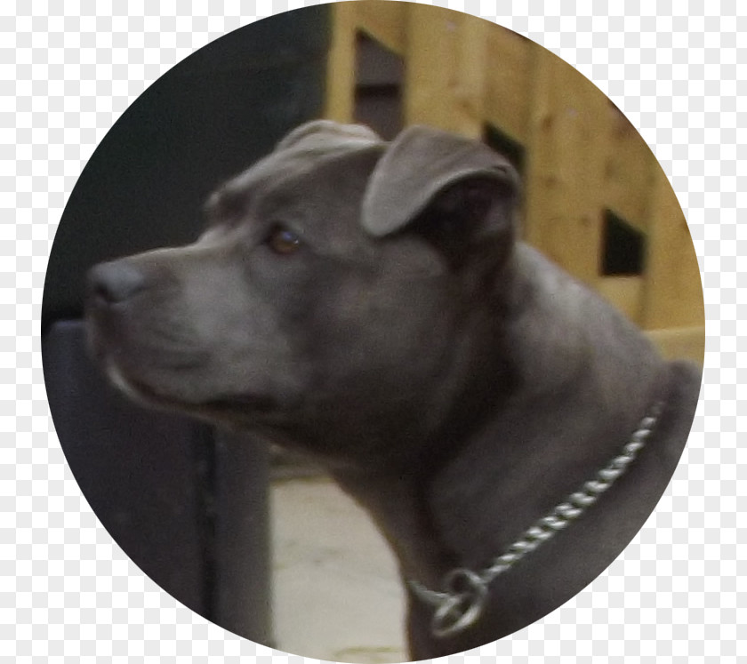 Dog Breed American Pit Bull Terrier Collar PNG
