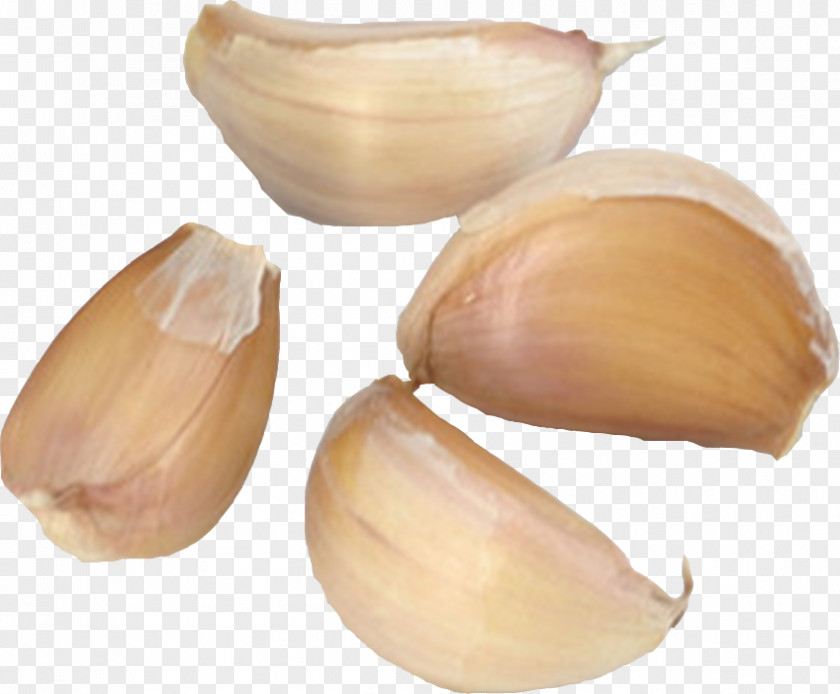 Health Garlic Ingredient Euclidean Vector PNG