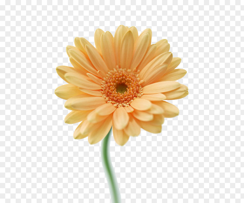 Flower Transvaal Daisy Cut Flowers Floral Design Tulip PNG
