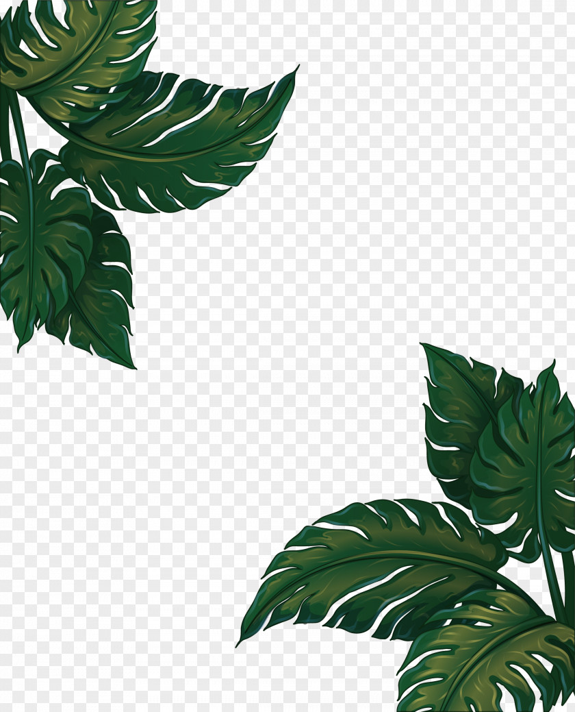 Green Banana Leaf Frame Musa Basjoo Euclidean Vector PNG