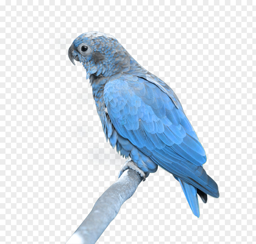 Ib Hyacinth Macaw PNG