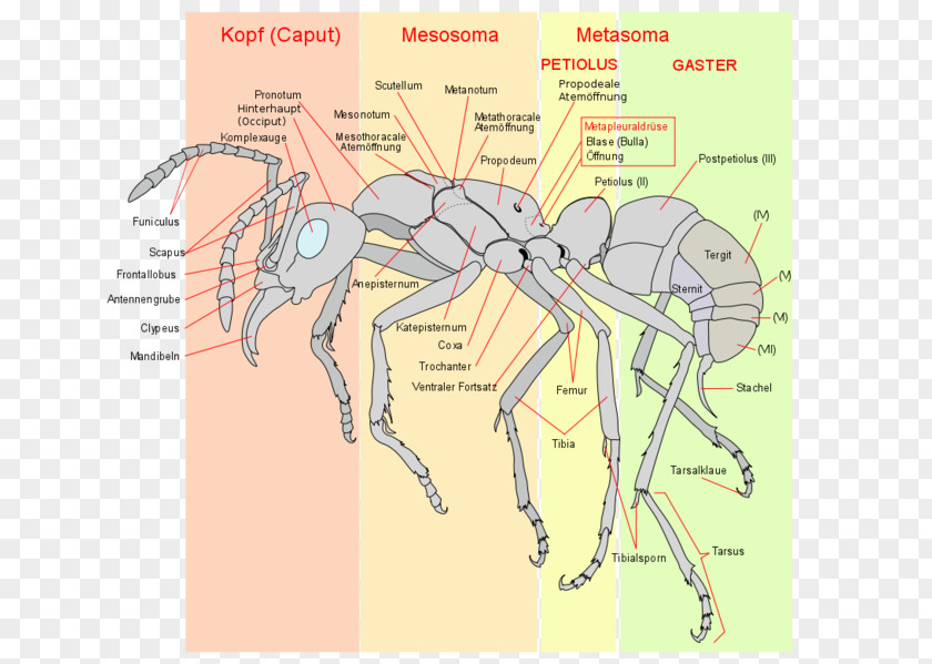 Insect The Ants Anatomy Hymenopterans PNG