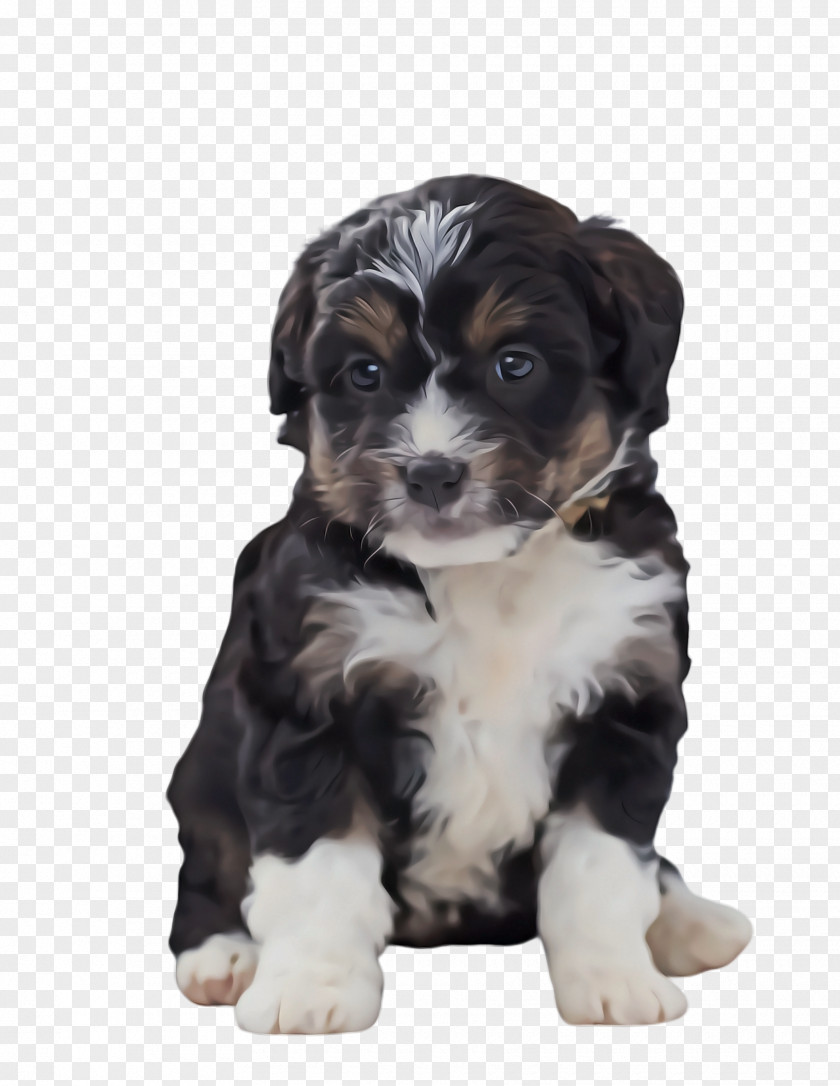 Miniature Australian Shepherd Sporting Group Dog And Cat PNG