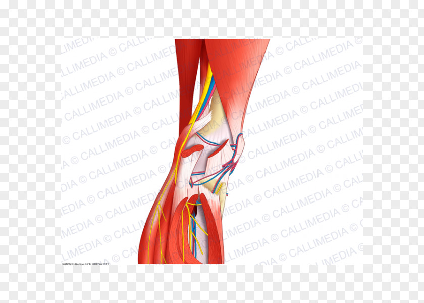 Anatomi Nerve Knee Articularis Genus Muscle Blood Vessel PNG