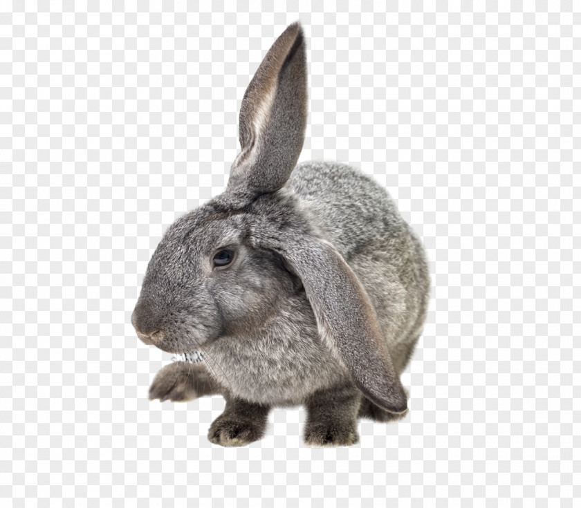 Hare Domestic Rabbit European Pet PNG