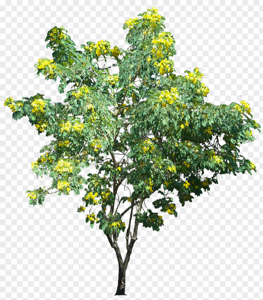 Plants Glossy Shower Tree Structure PNG