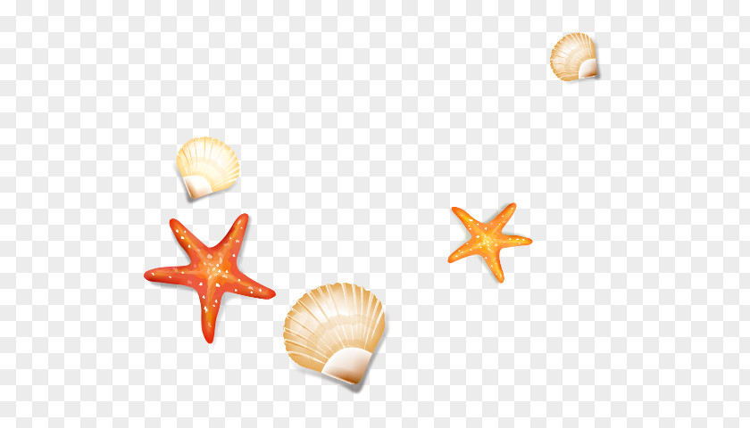 Starfish Seashell Cockle PNG